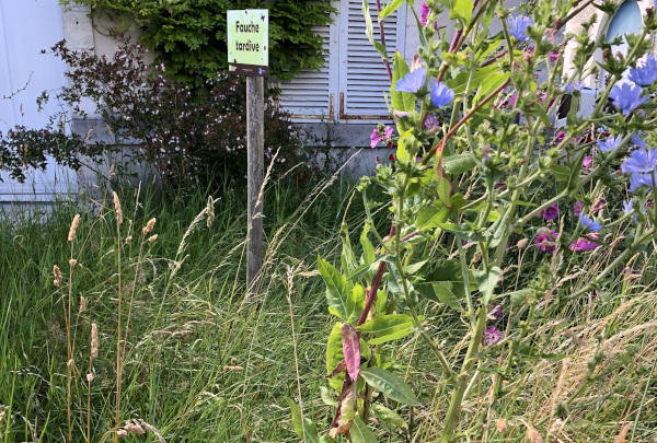 Friche herbacée, espace en fauche tardive © Nicolas Macaire